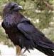 [TRG]Raven